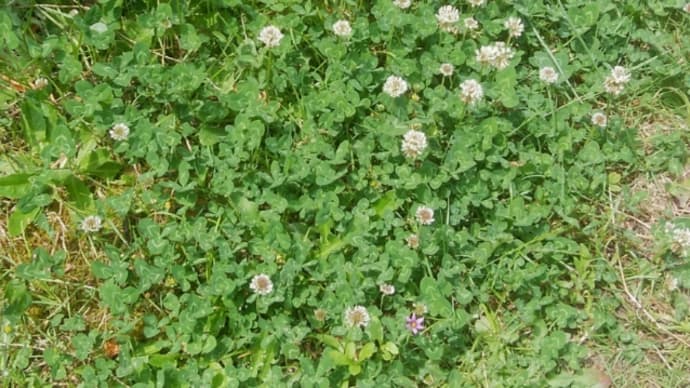 チューリップ花壇の整備