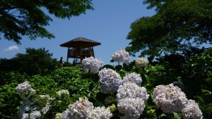 荻窪公園のあじさい2022(その2)