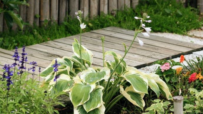 Hosta 2022.6.16