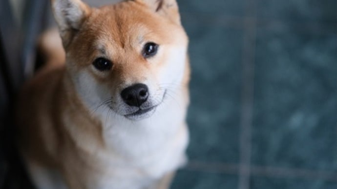 「子犬が可愛い犬種ランキング①」~口語短歌と写真で綴る世界文化紀行