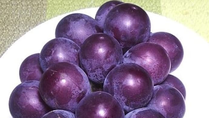 30グラムを超える大粒も 糖度が高く、希少な「藤稔」