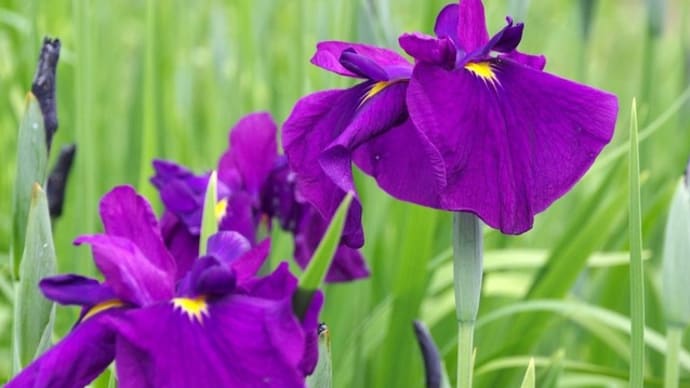 菖蒲が咲き始めました~