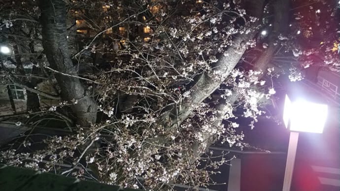 桜の開花
