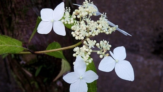 令和に咲くヤマアジサイ/天城アマチャ/青甘茶/屋久島甘茶
