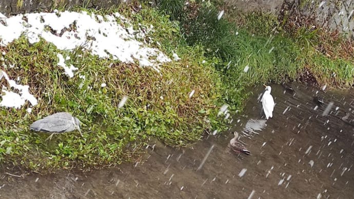 雪の日の帰り道