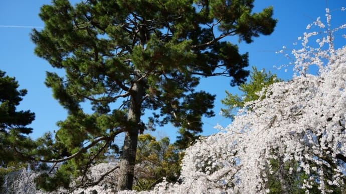 It was a popular page yesterday, 2023/3/24, with my shots on 3/22 in Kyoto. re-send