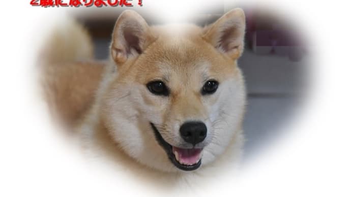 無事2歳になりました!・・・愛犬小春 ノーリード練習中
