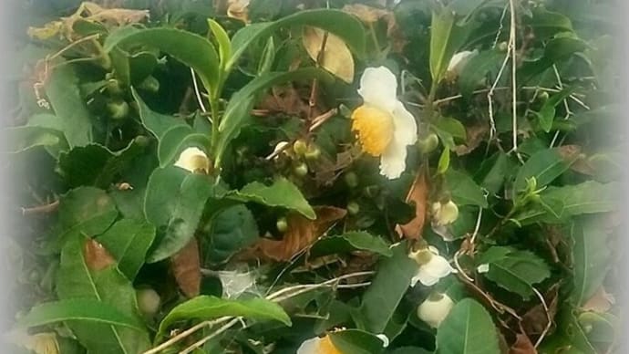 (短歌)茶は飲めど知る人まれなお茶の花