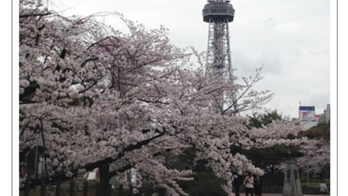 久屋大通公園の桜