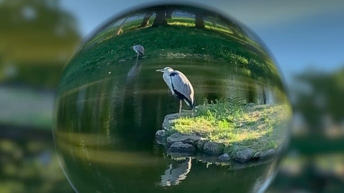 今日のアオサギ♫
