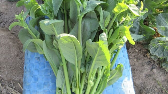 茎立ち菜が旺盛でよく穫れる