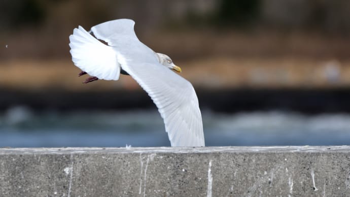 銚子 ミツユビカモメなど