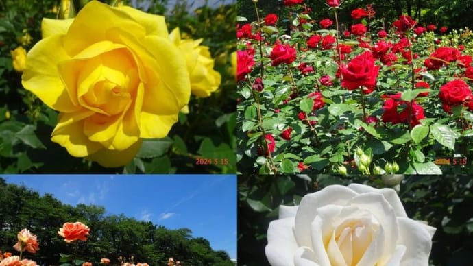与野公園で薔薇～花の丘へ(2024/05/15)
