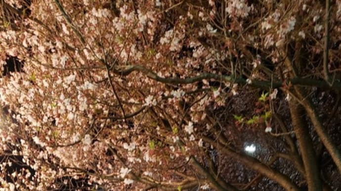 東村山駅東口・桜並木通り