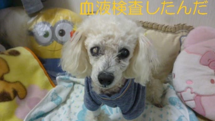 老犬ラスさんの血液検査と皮下注射 (-_-)ウーム