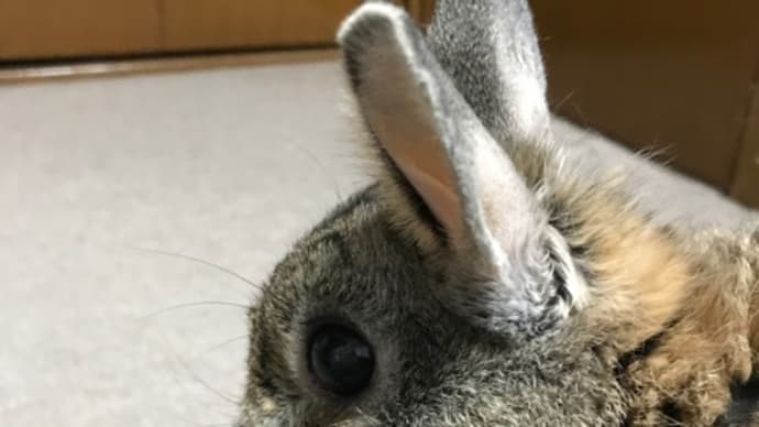 お耳、デカなが比べ!