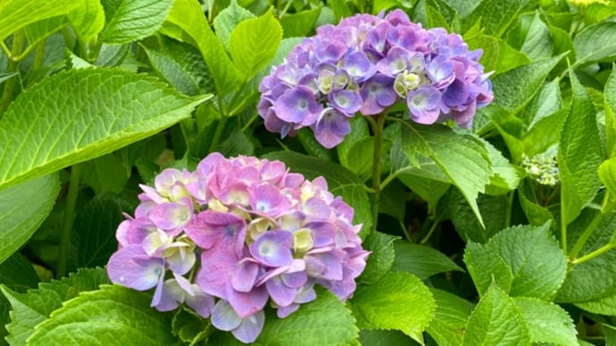 花は落ちたテンション上げてくれる