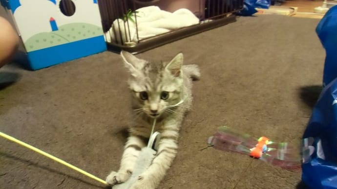 ギンちゃん可愛い~(=^・^=)