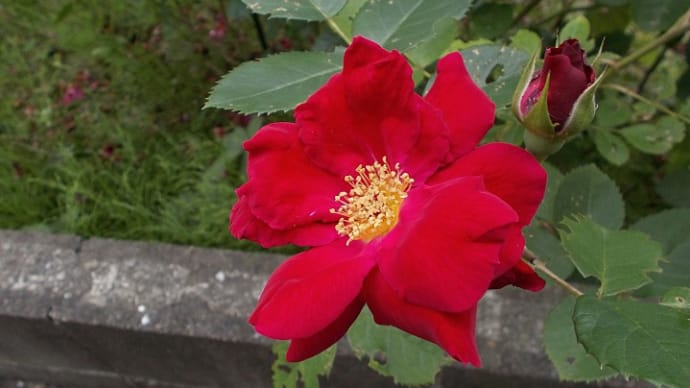薔薇&Balla Balla