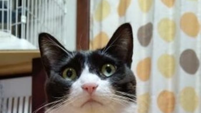 香箱座り。