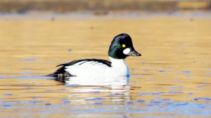 彩の国・・・川本の白鳥飛来地で・・・今年もホオジロガモに逢った