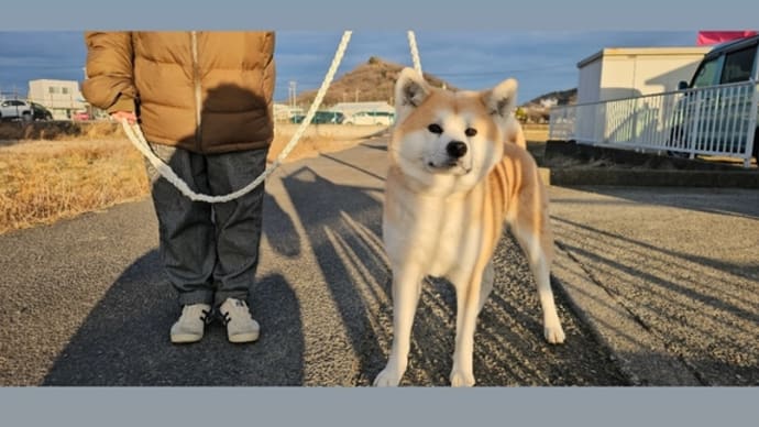 なっちゃん🐶 🐾いらっしゃい໒꒰ྀི∩˃ ᵕ ˂∩꒱ྀི১