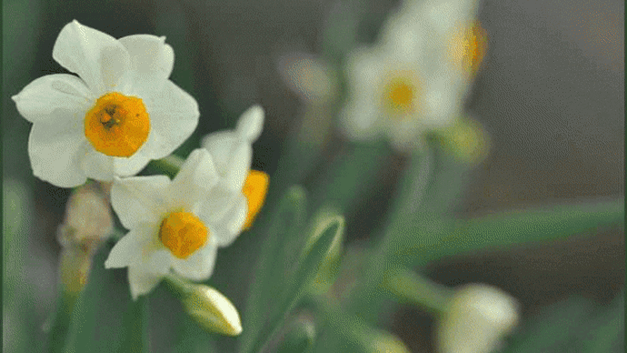 爺やんちの庭先花壇で2品種の「水仙」の花が咲き始めているのに気が付いて・・・