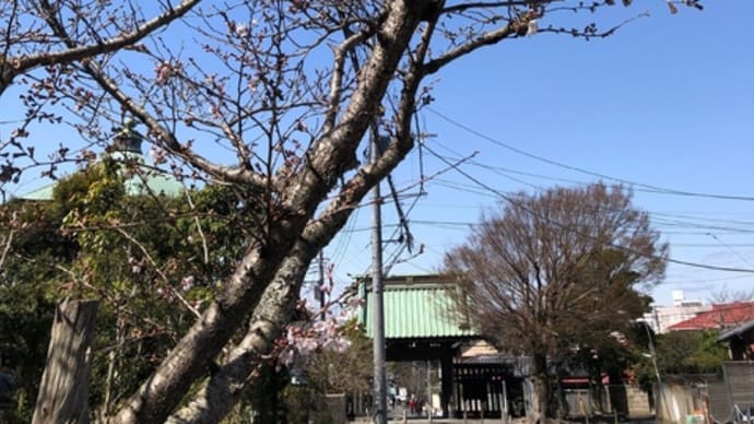 そろそろのつもりが(妙本寺*桜)