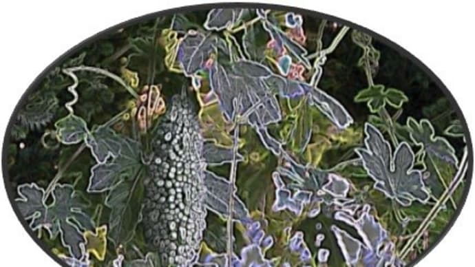 9 / 19 めぐり~散歩道の花 (11)