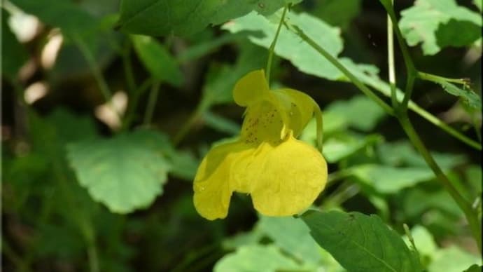 昨日の森から花を。