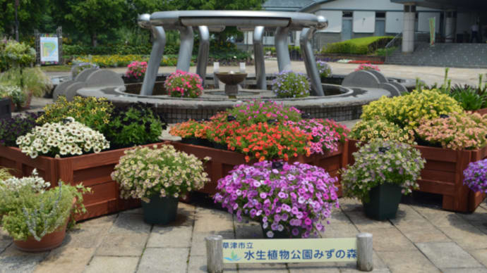 草津市立水生植物公園みずの森へアジサイを撮りに。