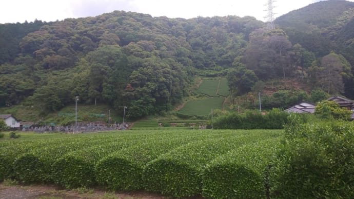 八十八夜 寄稿 静岡茶発祥の地 足久保