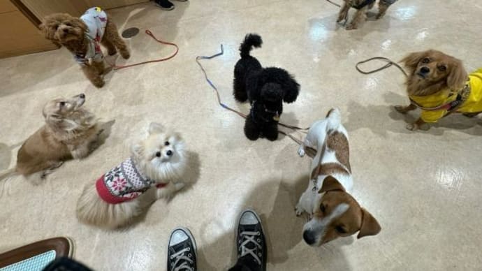れあ、犬の小学校6回目