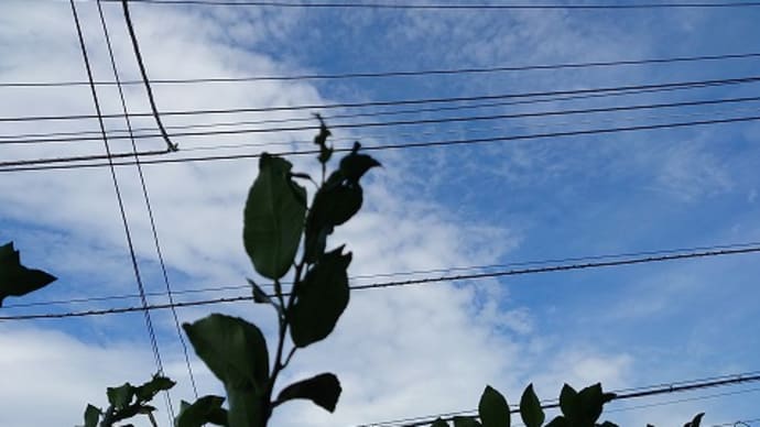 湿気が多い ~花柚子便り~