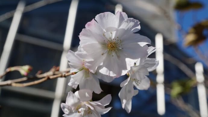 春・秋の花:十月桜