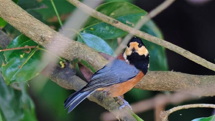 #カワセミと野鳥たち 1411