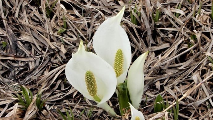 尾瀬に咲く早春の花(水芭蕉・リュウキンカ・ショウジョウバカマ・その他)