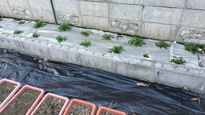 花壇畑の水菜