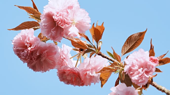 ピンクに染まる　八重桜