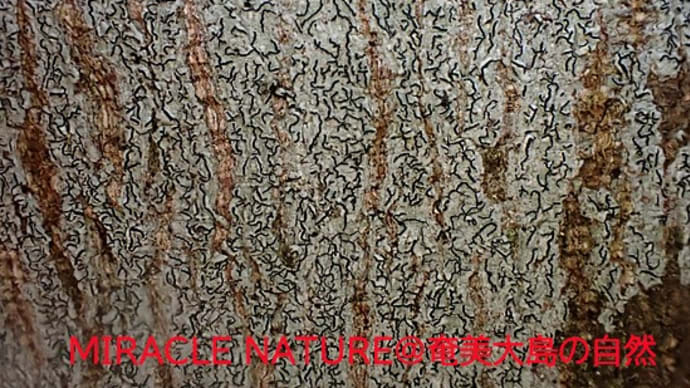 モジゴケの一種