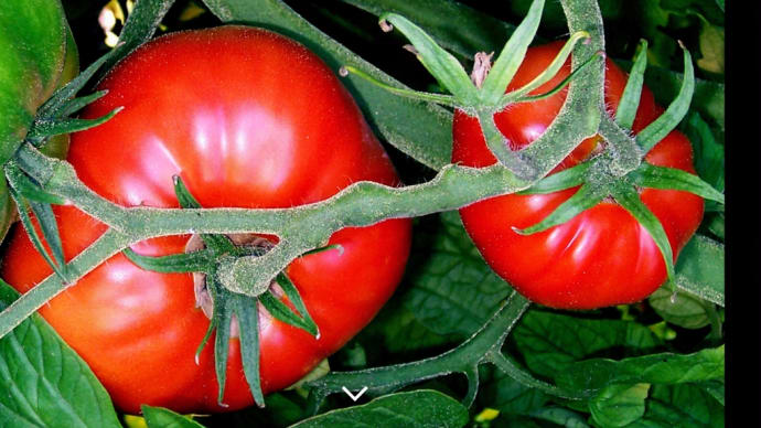 トマトの生命力 ／ リコピン