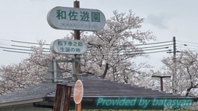 和佐遊園 松下幸之助誕生の地の桜 私を探さないで