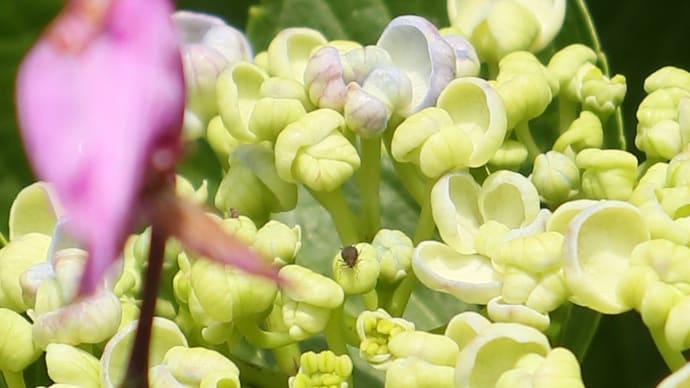 開港記念日の花火