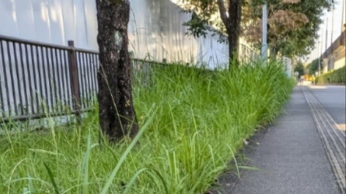 11468回目のブログ更新 朝の散歩