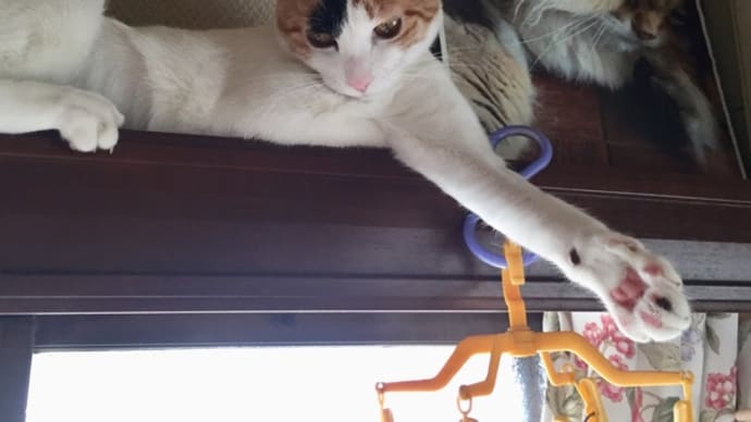 怪我からまる一週間過ぎて