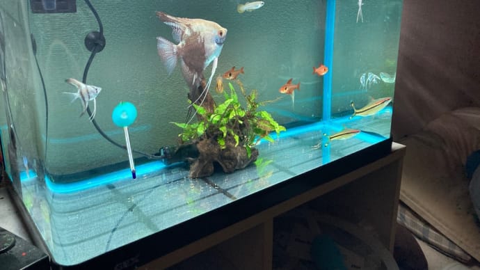 最近の水槽事情