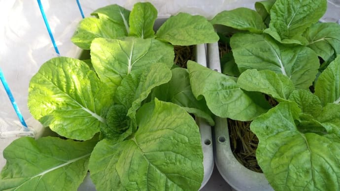 白菜は結球が始まり、スティックセニョールの植え付け