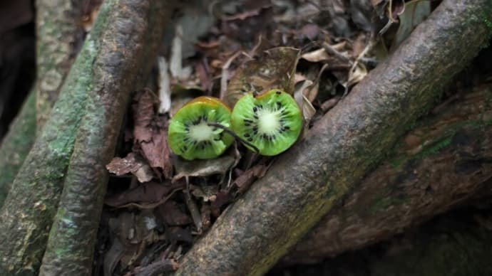秋から冬にかけて家族連れにおすすめするアニマルウォチングコース【世界自然遺産の森をあるくガイドツアー】