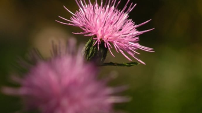 アザミの花