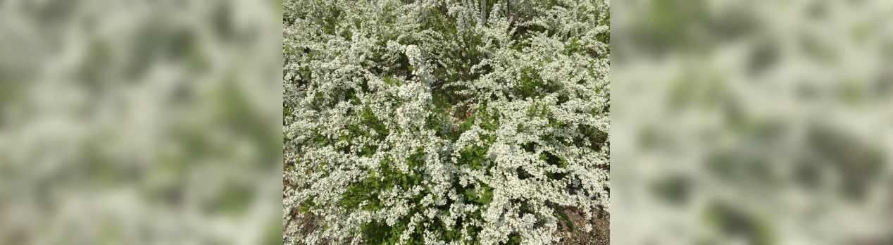 花の砂糖 香りの色と形 花の砂糖 香りの色と形